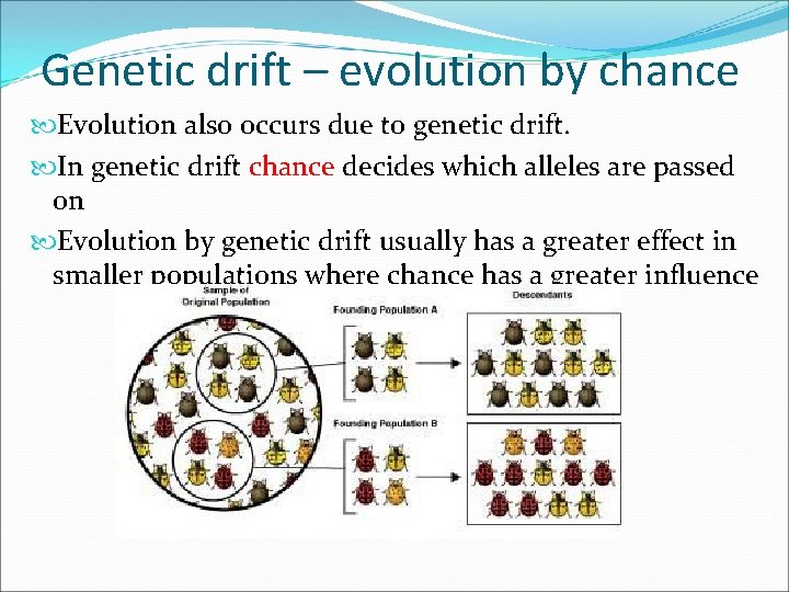 Genetic drift – evolution by chance Evolution also occurs due to genetic drift. In