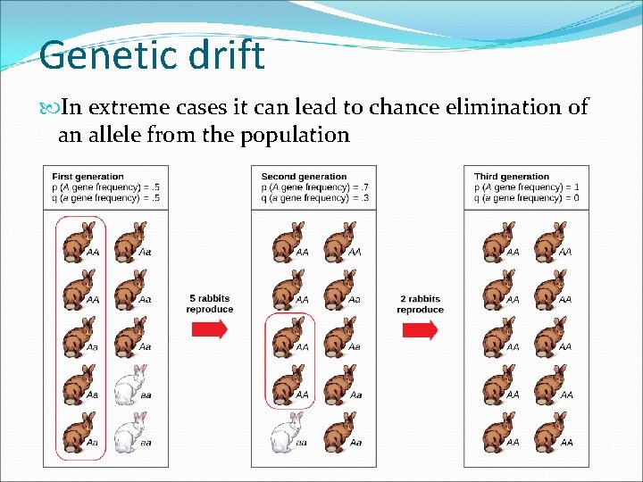 Genetic drift In extreme cases it can lead to chance elimination of an allele