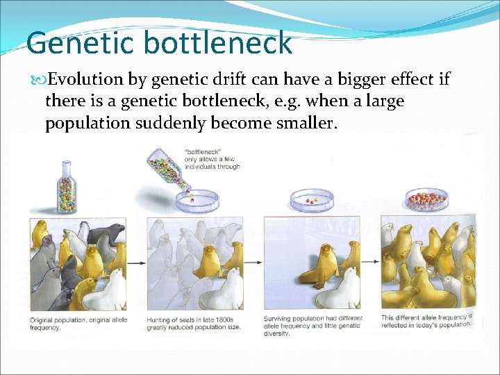 Genetic bottleneck Evolution by genetic drift can have a bigger effect if there is