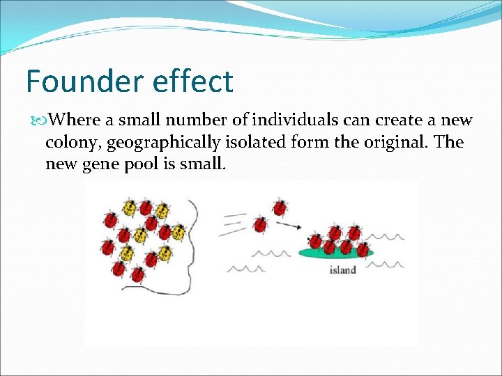Founder effect Where a small number of individuals can create a new colony, geographically