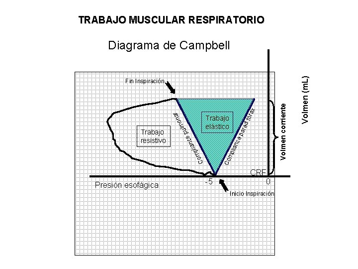 TRABAJO MUSCULAR RESPIRATORIO Presión esofágica d tó par e Co C mp lian n