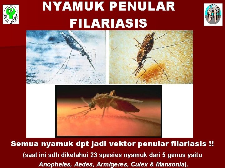 NYAMUK PENULAR FILARIASIS Semua nyamuk dpt jadi vektor penular filariasis !! (saat ini sdh