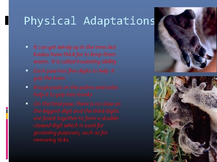 Physical Adaptations It can get windy up in the trees but koalas have thick
