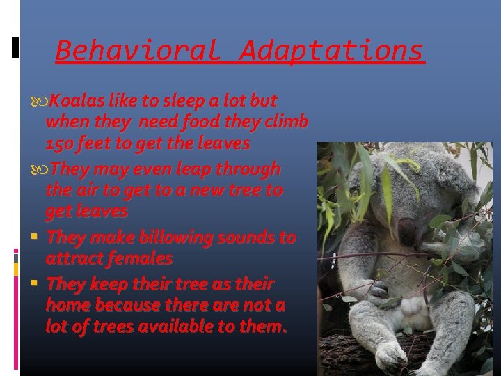 Behavioral Adaptations Koalas like to sleep a lot but when they need food they