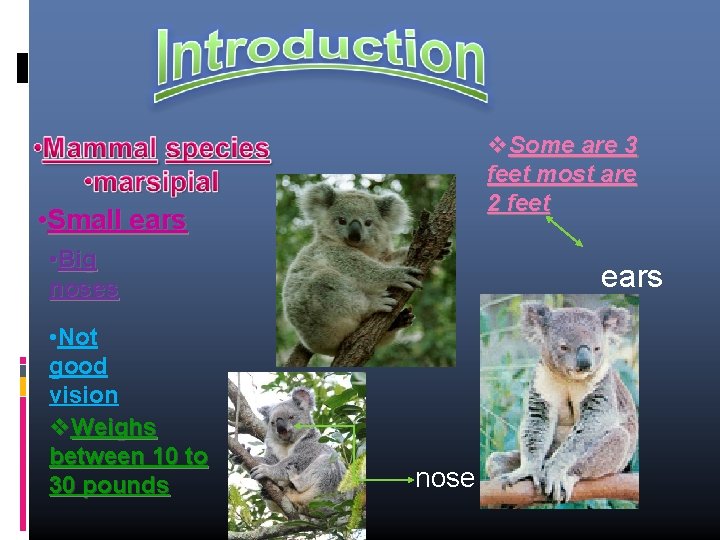  Some are 3 feet most are 2 feet • Small ears • Big