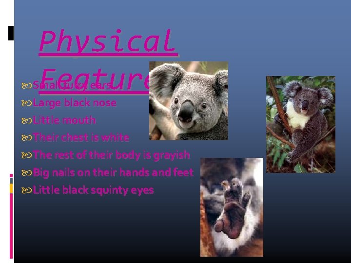 Physical Features Small furry ears Large black nose Little mouth Their chest is white