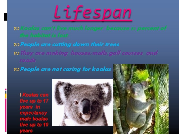  Koalas can’t live much longer because 80 percent of the habitat is lost.
