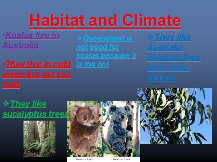  • Koalas live in Australia Queensland is not good for koalas because it