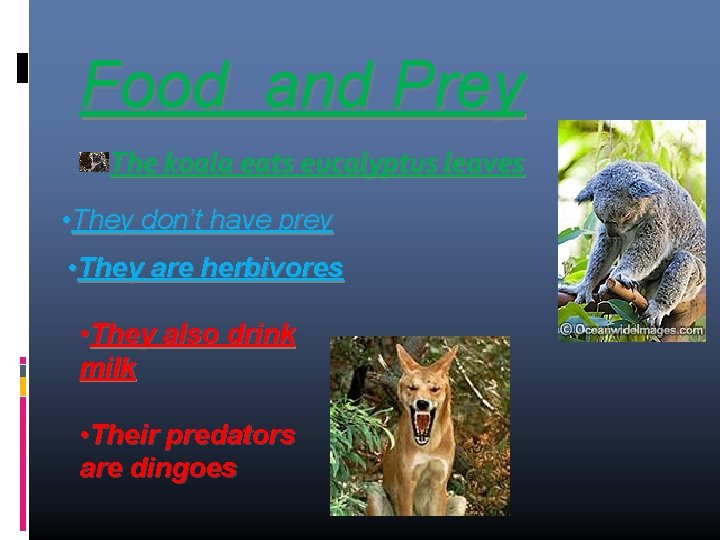 Food and Prey The koala eats eucalyptus leaves • They don’t have prey •