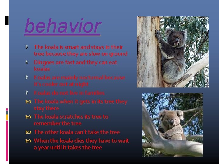 behavior The koala is smart and stays in their tree because they are slow