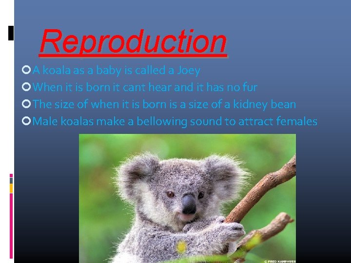 Reproduction A koala as a baby is called a Joey When it is born