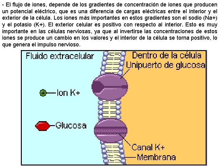 - El flujo de iones, depende de los gradientes de concentración de iones que