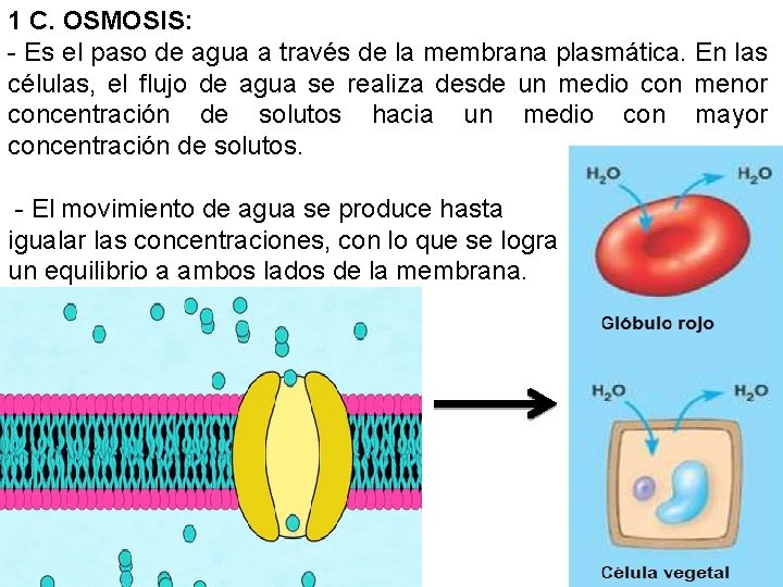 1 C. OSMOSIS: - Es el paso de agua a través de la membrana