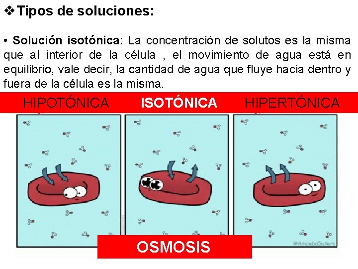 v. Tipos de soluciones: • Solución isotónica: La concentración de solutos es la misma