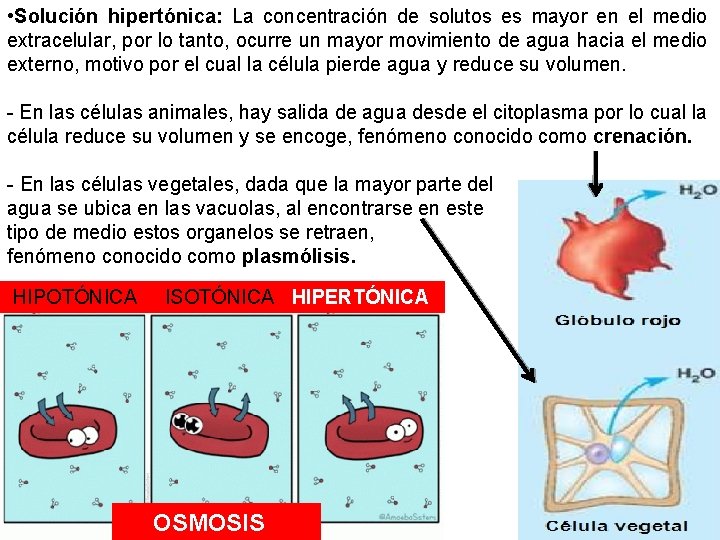  • Solución hipertónica: La concentración de solutos es mayor en el medio extracelular,