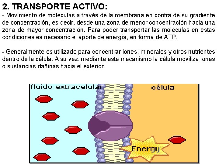 2. TRANSPORTE ACTIVO: - Movimiento de moléculas a través de la membrana en contra