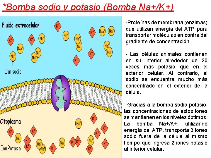 *Bomba sodio y potasio (Bomba Na+/K+) -Proteínas de membrana (enzimas) que utilizan energía del