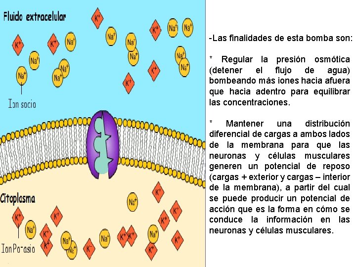 -Las finalidades de esta bomba son: * Regular la presión osmótica (detener el flujo