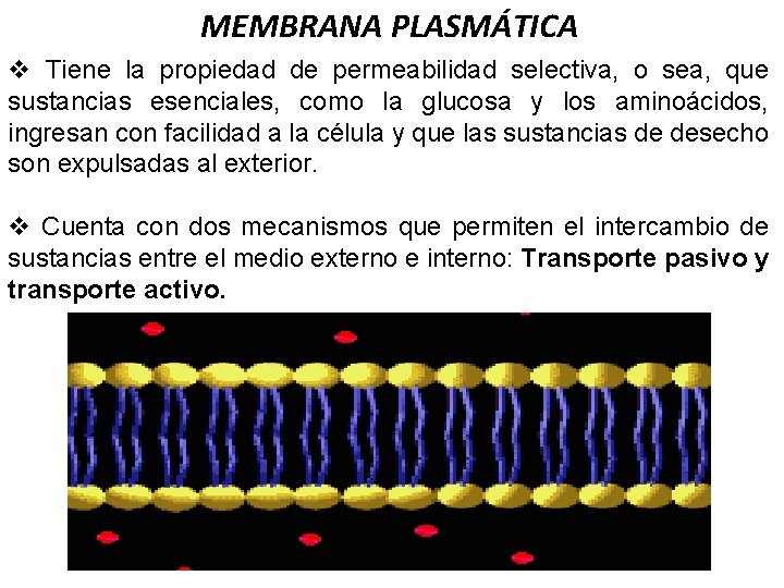 MEMBRANA PLASMÁTICA v Tiene la propiedad de permeabilidad selectiva, o sea, que sustancias esenciales,