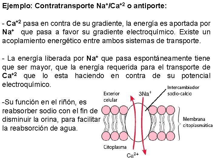 Ejemplo: Contratransporte Na+/Ca+2 o antiporte: - Ca+2 pasa en contra de su gradiente, la