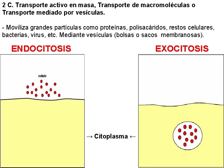 2 C. Transporte activo en masa, Transporte de macromoléculas o Transporte mediado por vesículas.