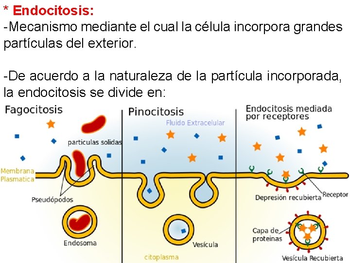 * Endocitosis: -Mecanismo mediante el cual la célula incorpora grandes partículas del exterior. -De