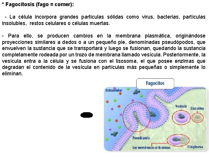 * Fagocitosis (fago = comer): - La célula incorpora grandes partículas sólidas como virus,