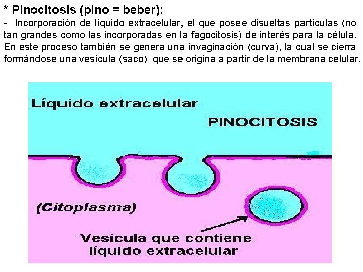 * Pinocitosis (pino = beber): - Incorporación de líquido extracelular, el que posee disueltas