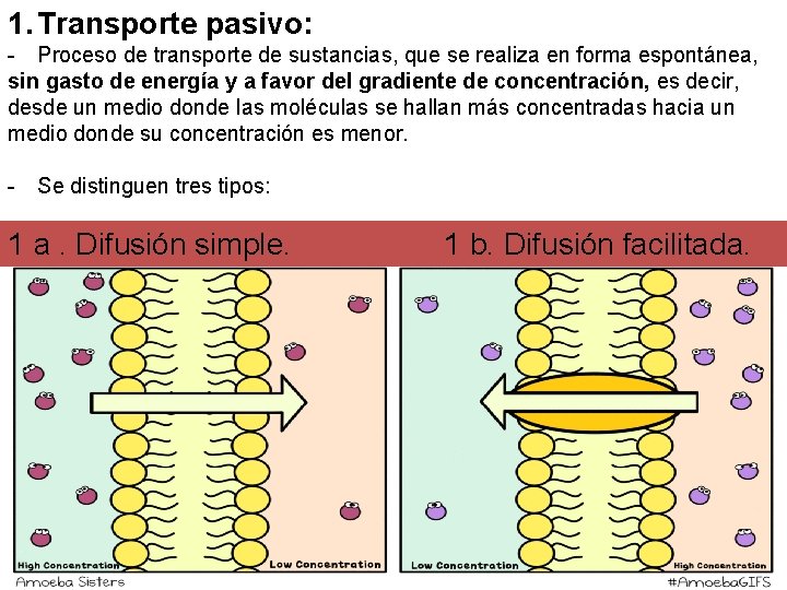 1. Transporte pasivo: - Proceso de transporte de sustancias, que se realiza en forma