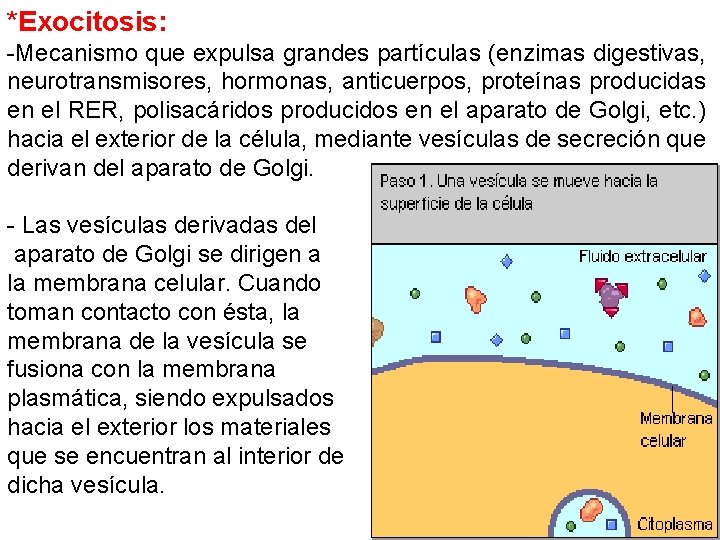 *Exocitosis: -Mecanismo que expulsa grandes partículas (enzimas digestivas, neurotransmisores, hormonas, anticuerpos, proteínas producidas en