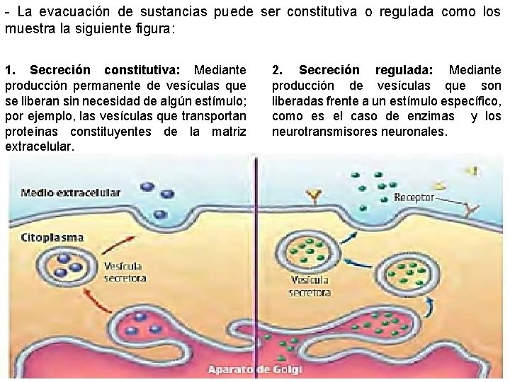 - La evacuación de sustancias puede ser constitutiva o regulada como los muestra la