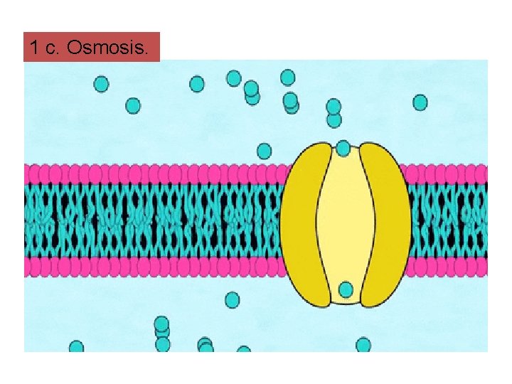 1 c. Osmosis. 