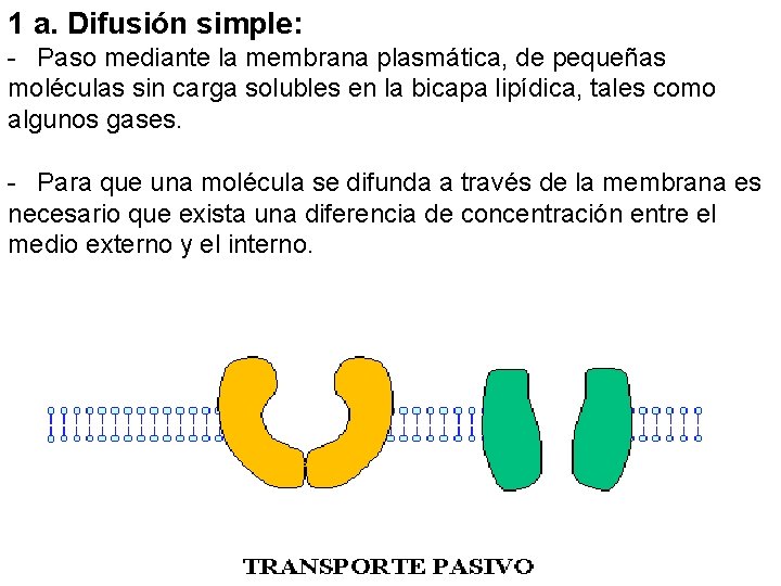 1 a. Difusión simple: - Paso mediante la membrana plasmática, de pequeñas moléculas sin