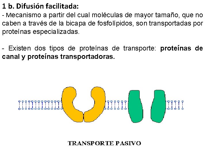 1 b. Difusión facilitada: - Mecanismo a partir del cual moléculas de mayor tamaño,