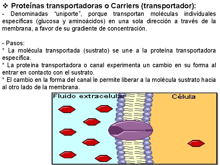 v Proteínas transportadoras o Carriers (transportador): - Denominadas “uniporte”, porque transportan moléculas individuales específicas