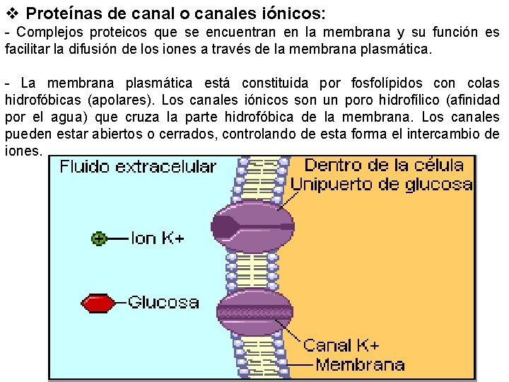 v Proteínas de canal o canales iónicos: - Complejos proteicos que se encuentran en