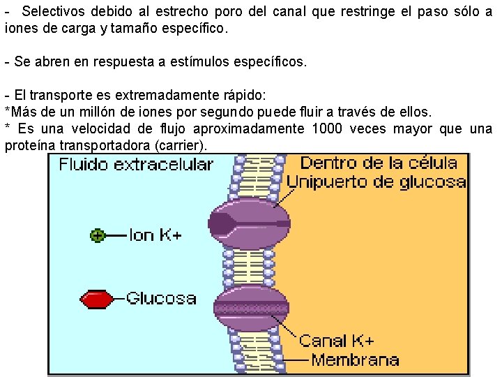 - Selectivos debido al estrecho poro del canal que restringe el paso sólo a