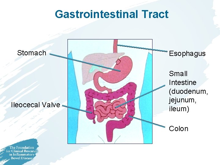 Gastrointestina. I Tract Stomach Ileocecal Valve Esophagus Small Intestine (duodenum, jejunum, ileum) Colon 