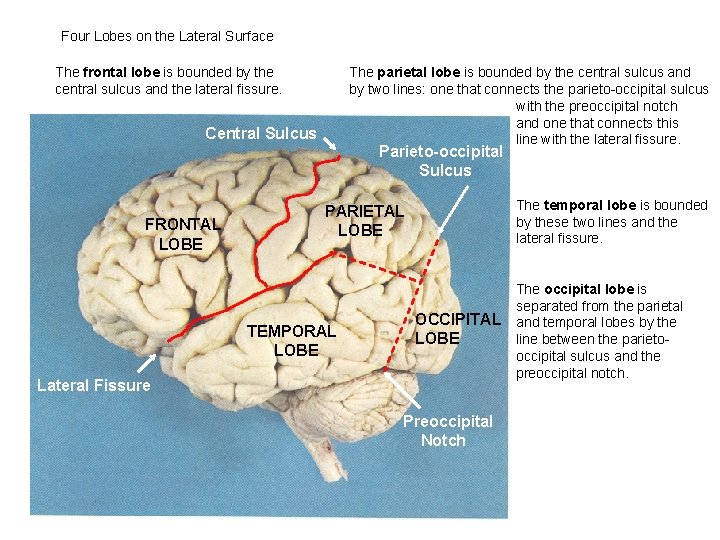 Four Lobes on the Lateral Surface The frontal lobe is bounded by the central