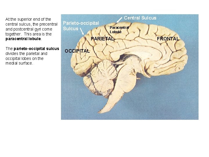 At the superior end of the central sulcus, the precentral and postcentral gyri come