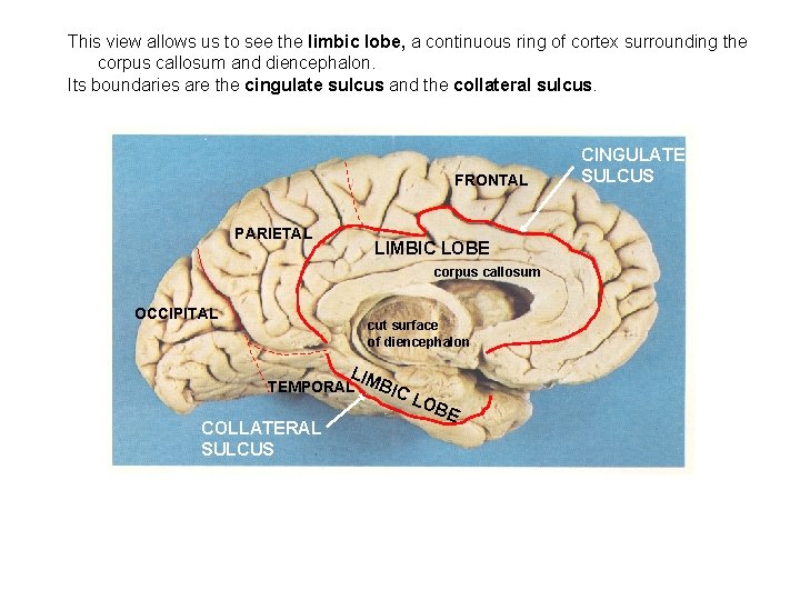 This view allows us to see the limbic lobe, a continuous ring of cortex
