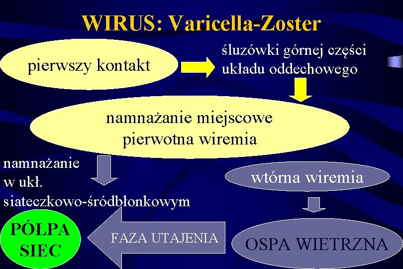 WIRUS: Varicella-Zoster pierwszy kontakt śluzówki górnej części układu oddechowego namnażanie miejscowe pierwotna wiremia namnażanie