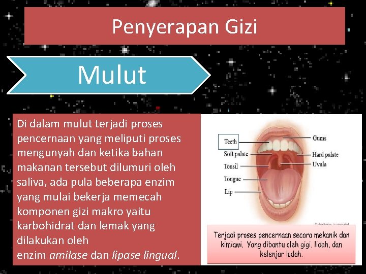 Penyerapan Gizi Mulut Di dalam mulut terjadi proses pencernaan yang meliputi proses mengunyah dan