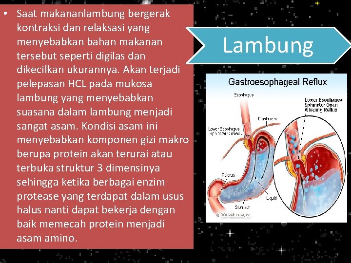  • Saat makananlambung bergerak kontraksi dan relaksasi yang menyebabkan bahan makanan tersebut seperti