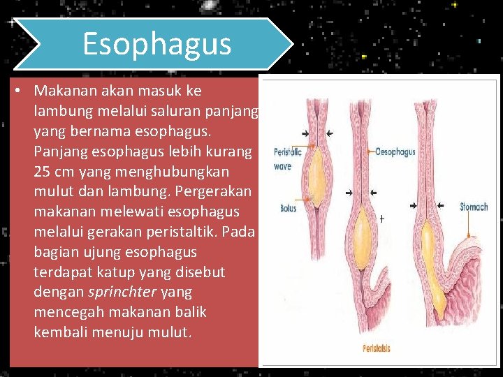 Esophagus • Makanan akan masuk ke lambung melalui saluran panjang yang bernama esophagus. Panjang