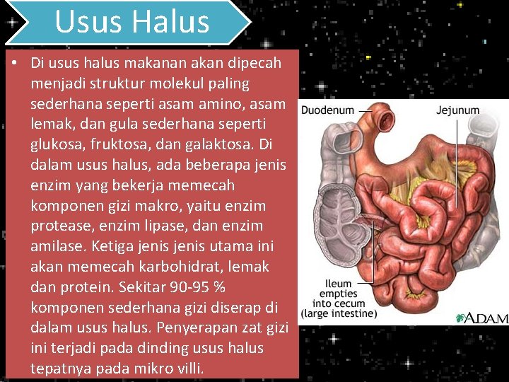 Usus Halus • Di usus halus makanan akan dipecah menjadi struktur molekul paling sederhana