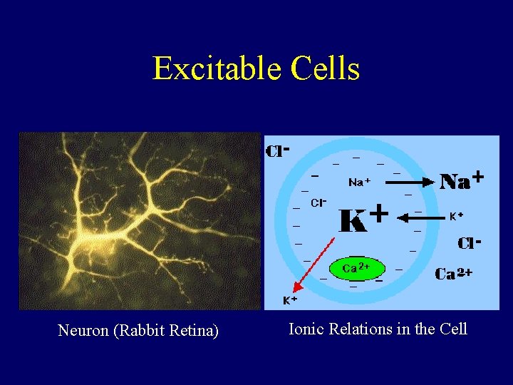 Excitable Cells Neuron (Rabbit Retina) Ionic Relations in the Cell 