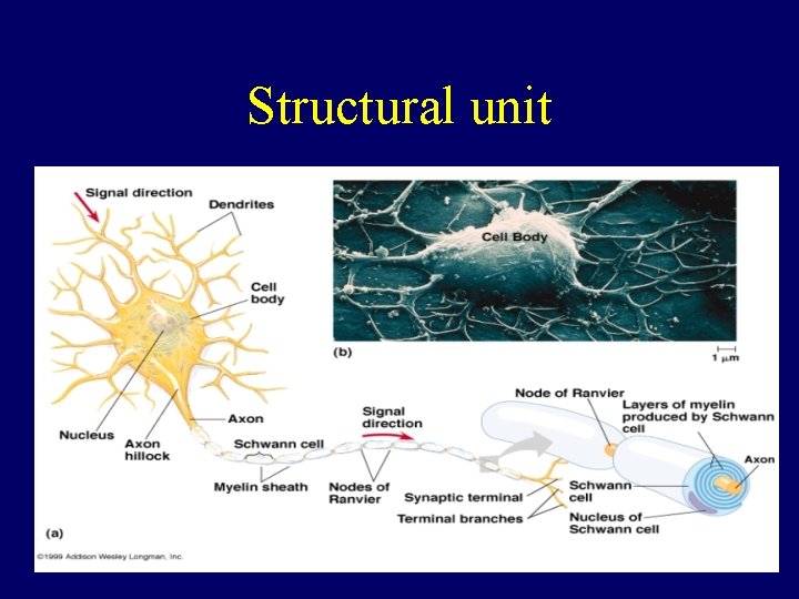 Structural unit 