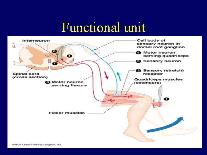 Functional unit 