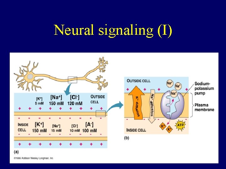 Neural signaling (I) 